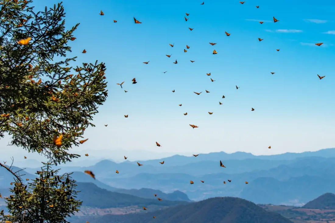 Monarch Butterfly Season in Mexico: Private Tours From Mexico City or Morelia