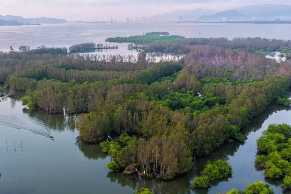 Con Chim: The Mangrove Islet Where Thousands of Birds Come Home at Dusk