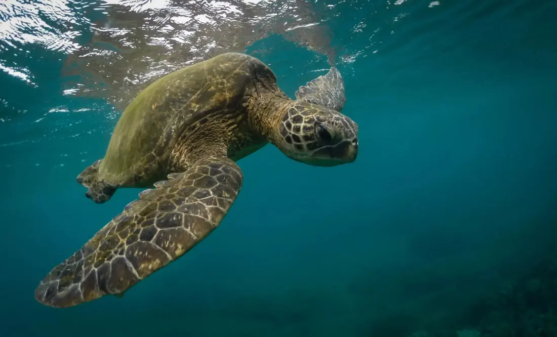Twenty rescued green sea turtles return to the ocean off Bali after smuggling bust