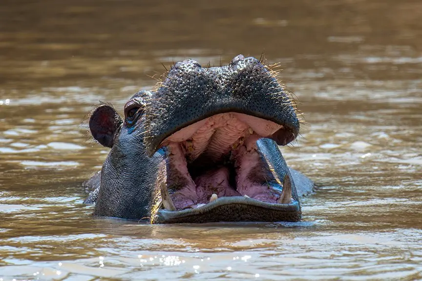 Hippos, snakes and a pet lizard: a grim week of wildlife attacks worldwide
