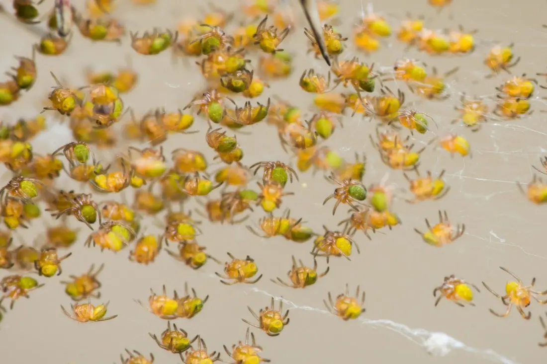 Hundreds of baby spiders infested cars at a Galveston cruise terminal — and it's a seasonal thing