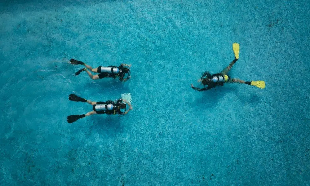 Leopard sharks get names, resort runs and a fantasy festive season: what's new in the Maldives