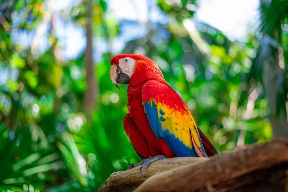 Costa Rica's Scarlet Macaws Are Nesting — and You Can Watch It Live From Your Sofa