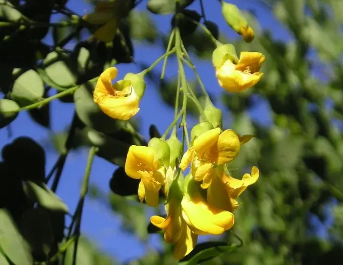 Bedford Country Gardens 2026: two spring weekends inside an Eastern Cape village's private gardens