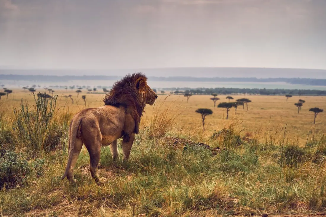 Kenya Through the Lens: What a Year of Award-Winning Wildlife Photos Tells Travellers