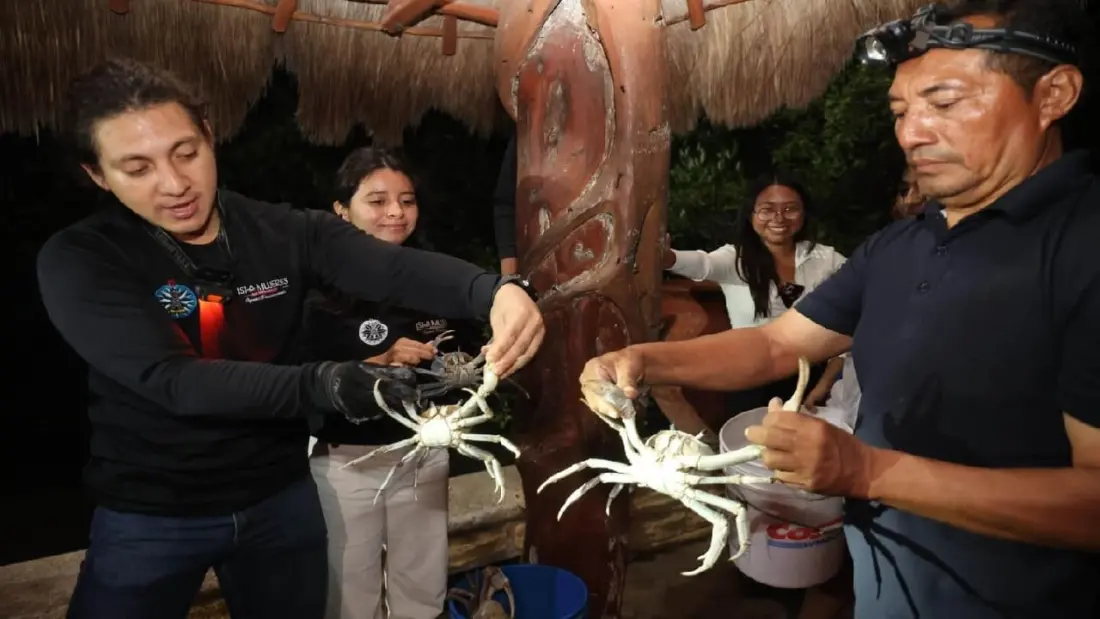 Blue crabs get a helping hand crossing to the sea on Isla Mujeres