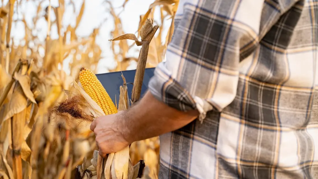 Taber, Alberta: the small town that put Canadian sweet corn on the map