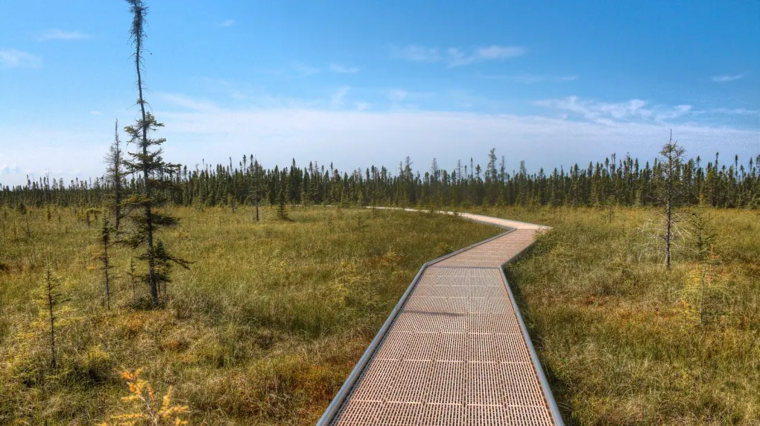 Big Bog: Why Minnesota's Largest Peatland Is Worth the Long Drive North