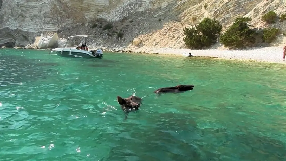 Atokos: The Tiny Greek Island Where Wild Boars Join You for a Swim