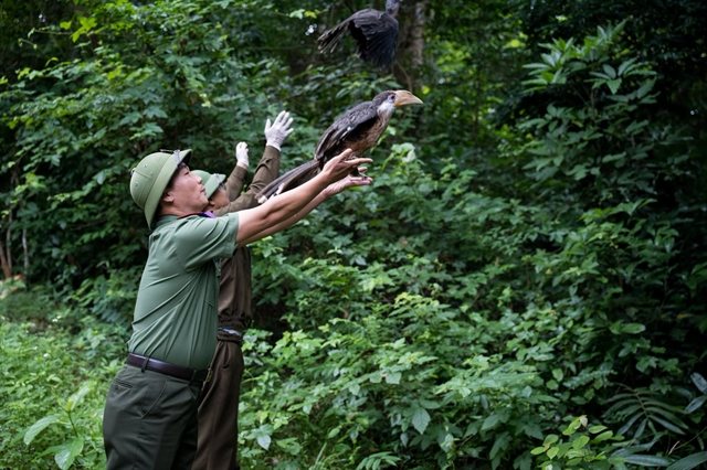 Seventeen rescued wild animals, from a pangolin to a langur, returned to the forests of Quảng Trị