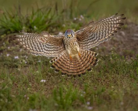 Storm-forced migrating birds shot down over Malta, sparking conservation outcry