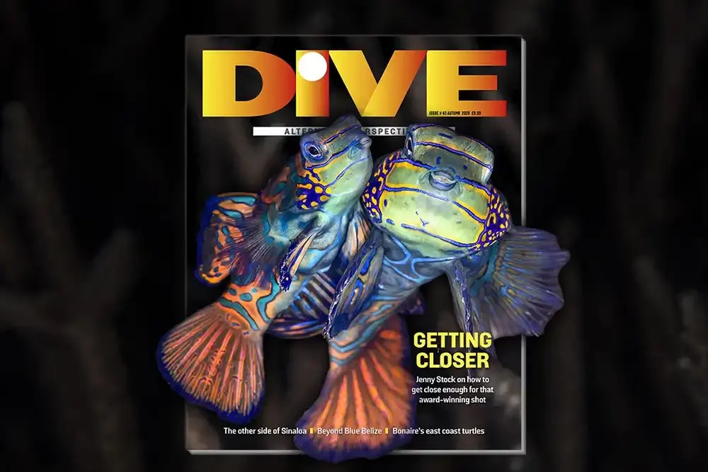 DIVE Magazine Autumn 2026 heads to Sinaloa, Roatán, Belize and Bonaire's wild side