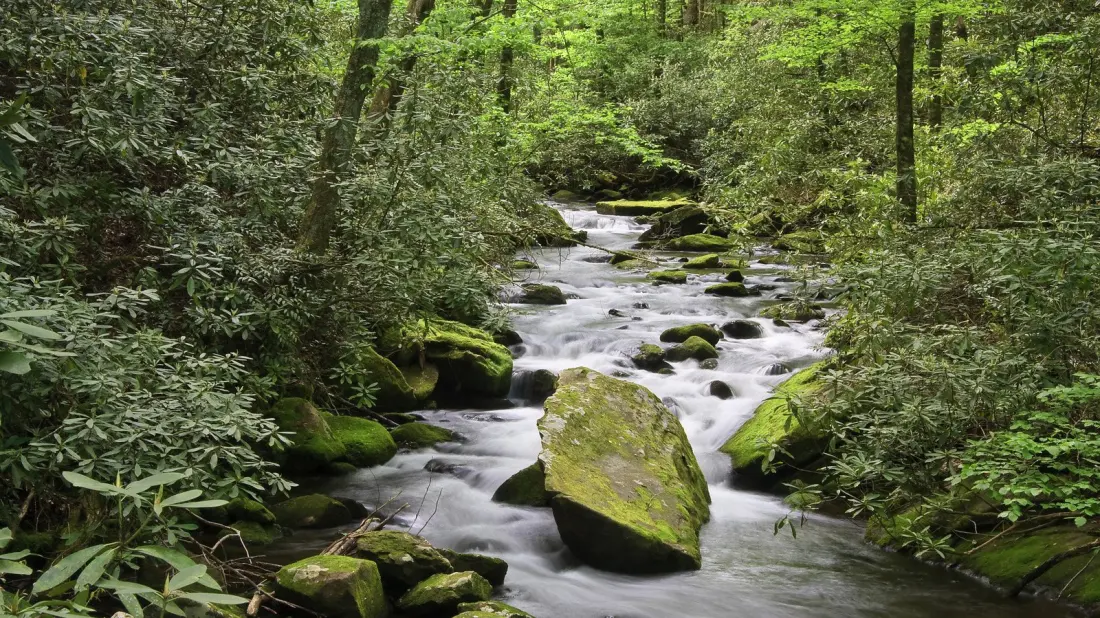 Skip the Smokies Crowds: Joyce Kilmer Memorial Forest Is North Carolina's Quiet Old-Growth Gem