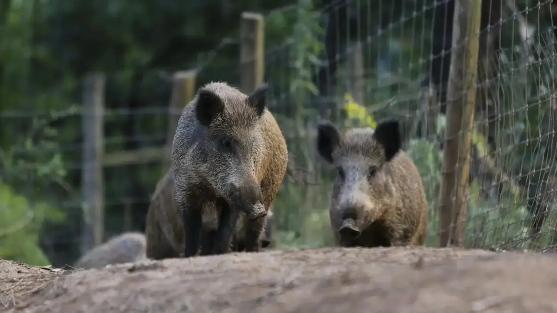 Portugal's wild boar boom: why hikers and rural road trippers should pay attention