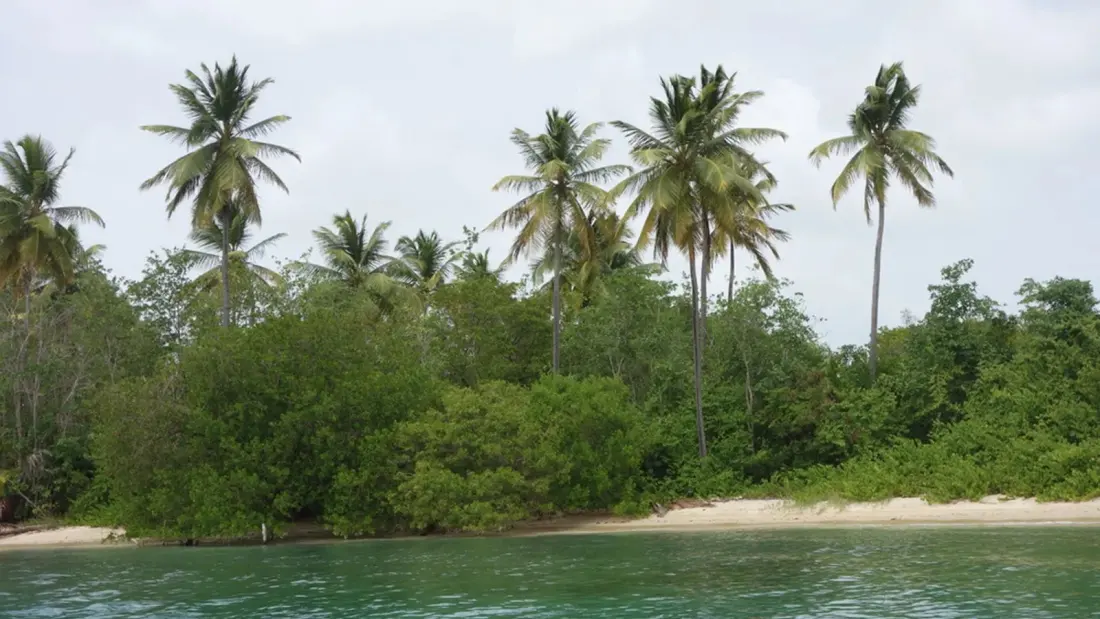 Tobago's Main Ridge: Hiking the World's Oldest Protected Rainforest