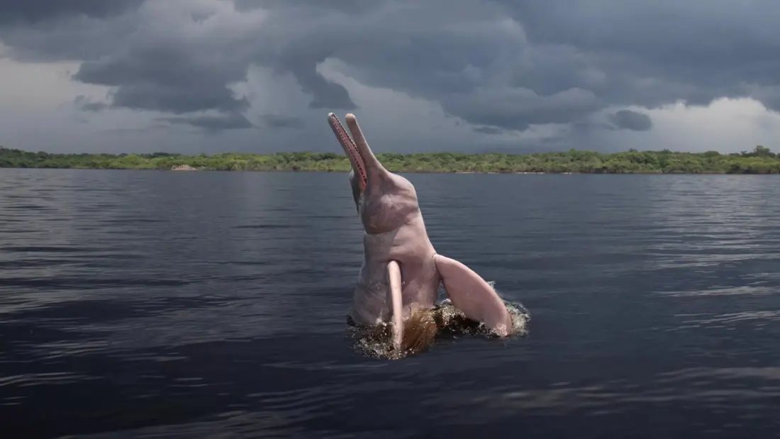 Amazon river dolphins spotted in Bolivia for the first time, thanks to fishers and a city nature event