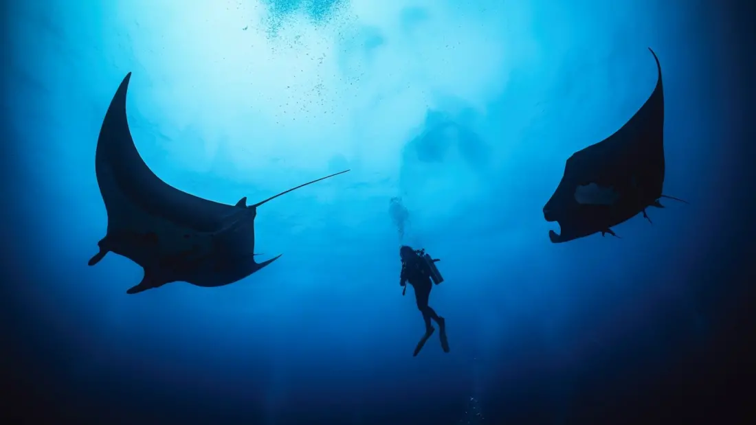 Diving With the Friendly Giant Mantas of Mexico's Revillagigedo Islands