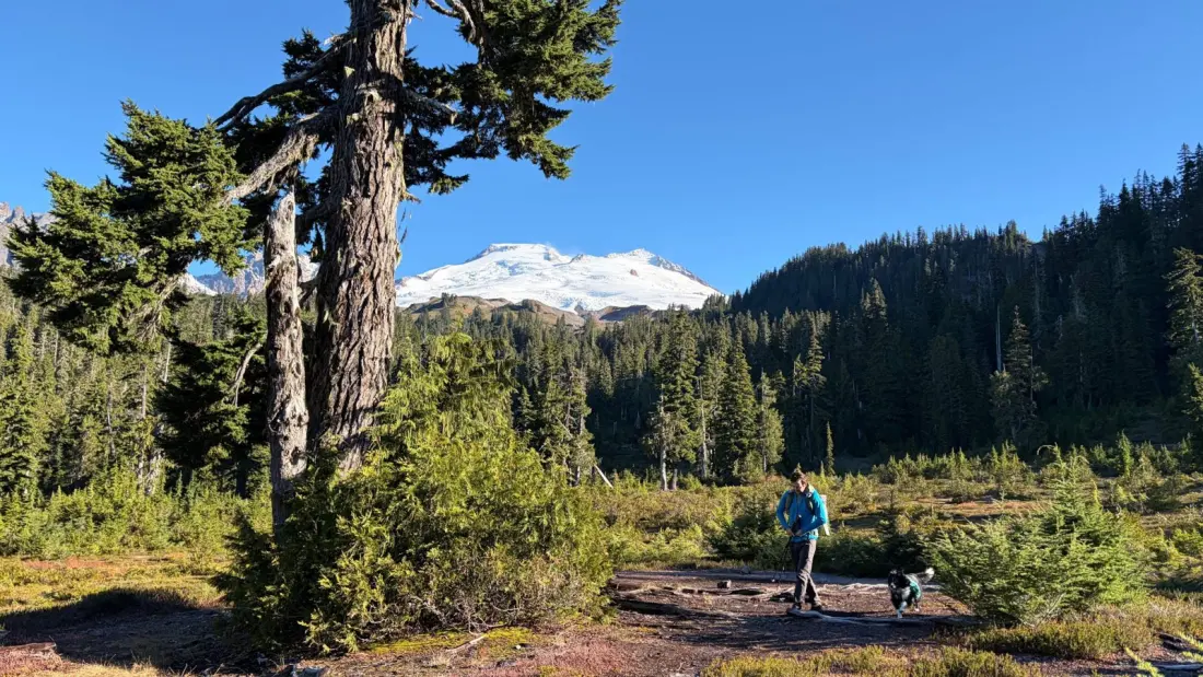 Skip Larch Madness: A Quiet 20-Mile Fall Loop Under Mt. Baker Where the Fungi Steal the Show