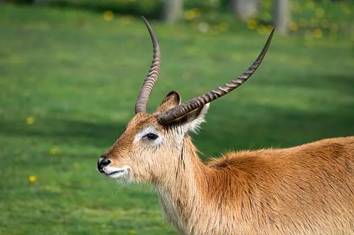 Zambia's floodplain antelope: the Kafue lechwe and the wetlands it can't live without