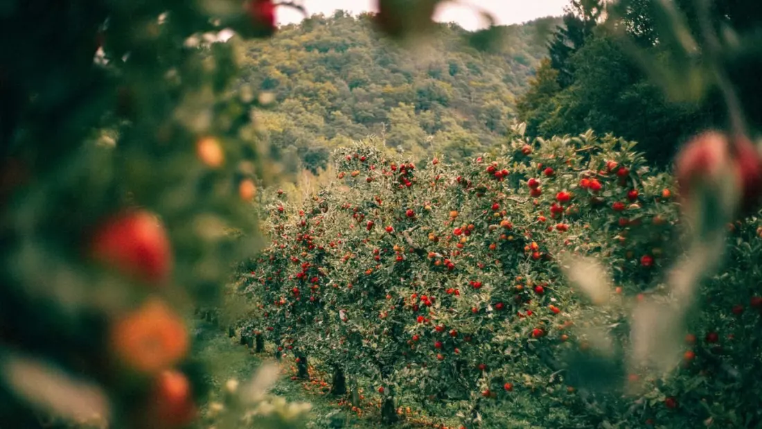 Apple Picking Near New York: 12 Orchards Worth the Drive This Fall