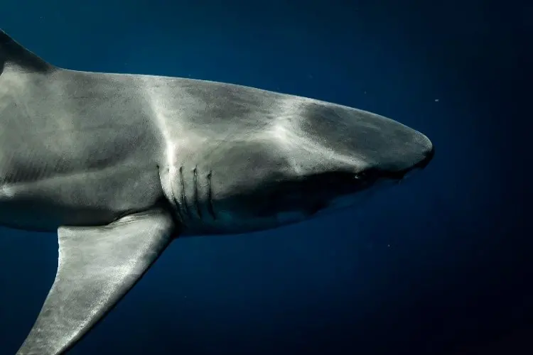Think You Know Sharks? A New Quiz Puts Your Shark Sense Knowledge to the Test