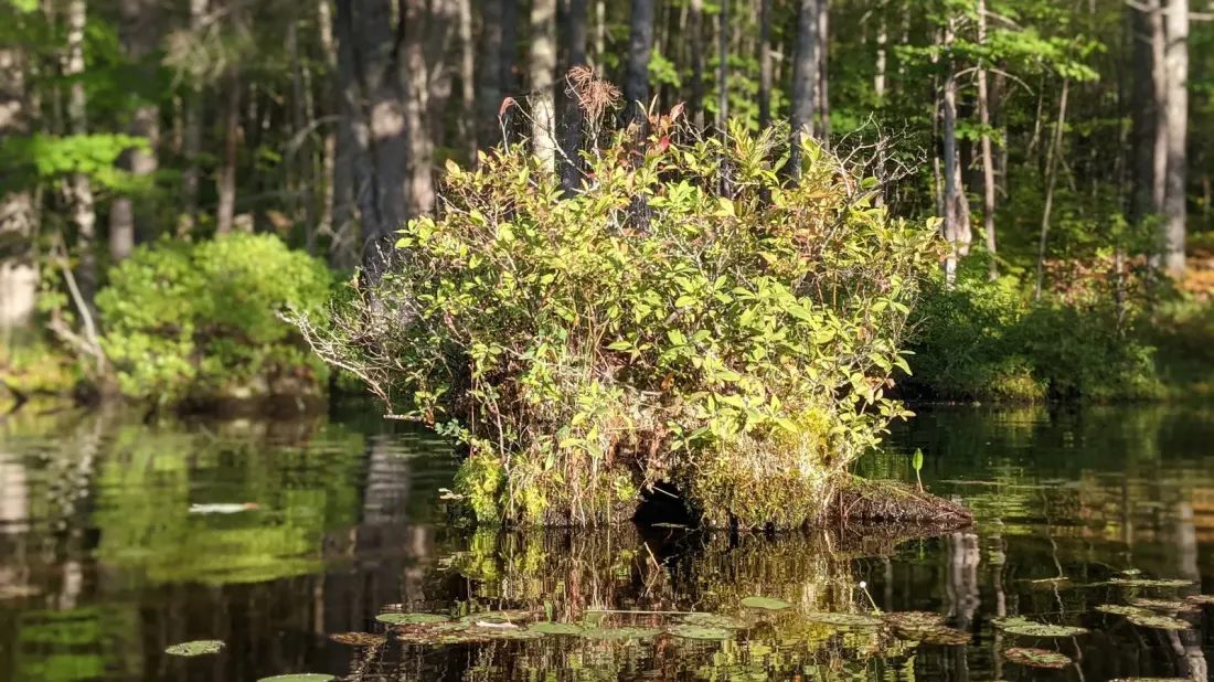 Steep Falls: Maine's 5,000-Acre Escape for Hikers, Birders and Anglers Under an Hour From Portland
