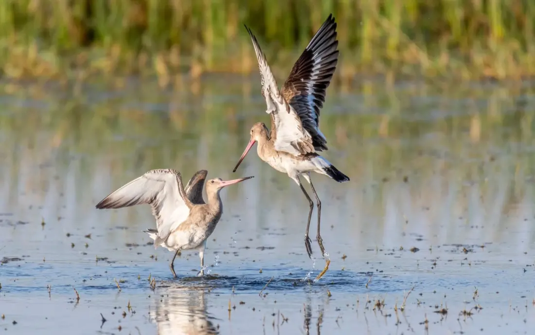 Four Indian cities where great birdwatching starts at the city limits