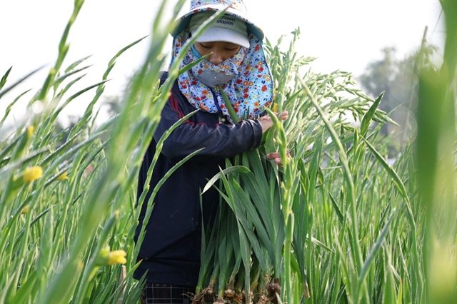 Gladiolus Growing in Quảng Ngãi Earns Intangible Heritage Status — And It's a Tết Story Worth Knowing