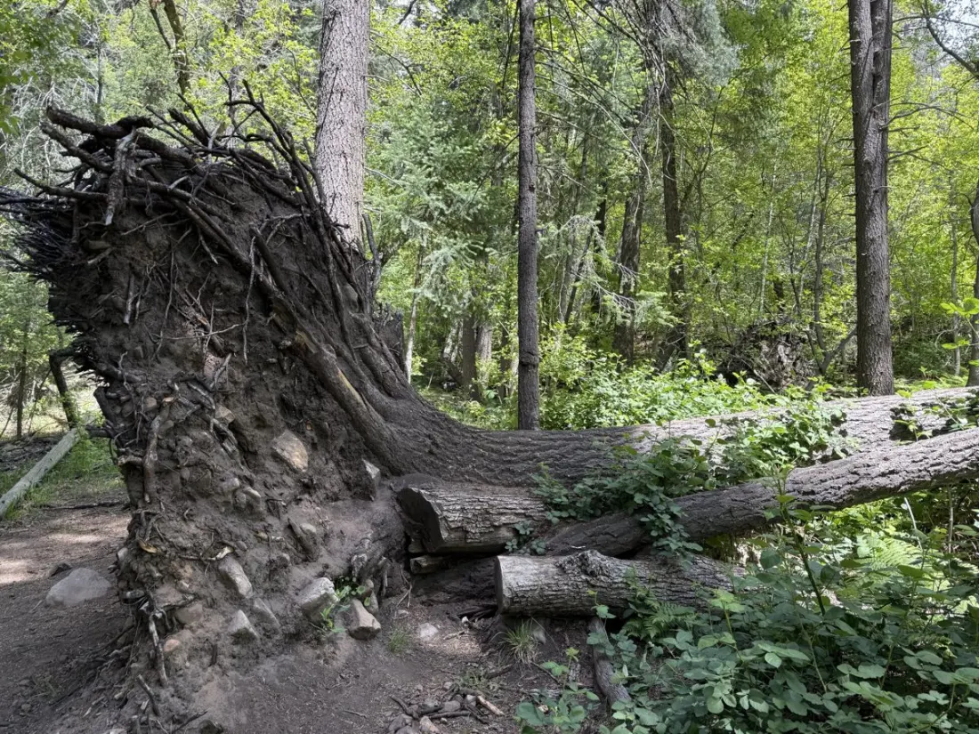 Storms, Ponderosa Forests and a Social Fumble: Climbing the Mogollon Rim on the Arizona Trail