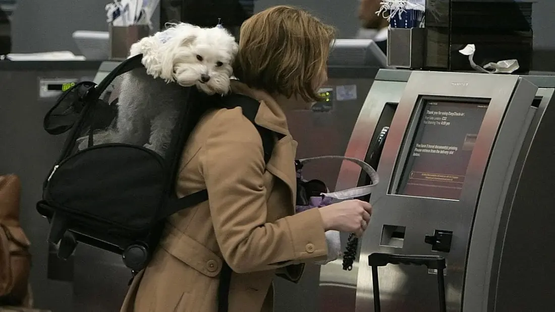 Europe's most pet-friendly airlines ranked – and the rules worth knowing before you book