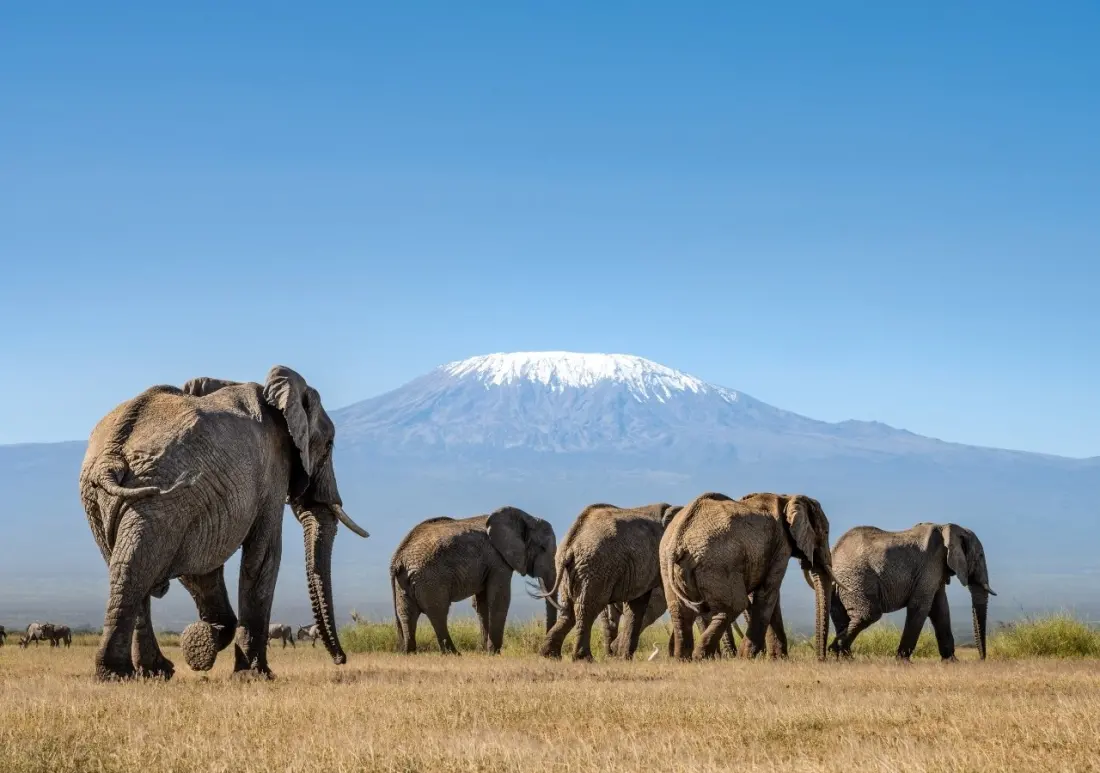 What Your Safari Park Fee Actually Pays For — and Why Africa's Entrance Gates Cost More