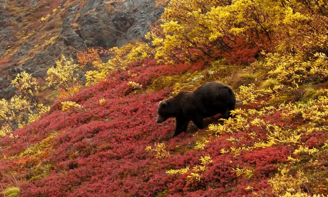 Beyond the glaciers: adding a lodge stay to your Alaska cruise with Princess