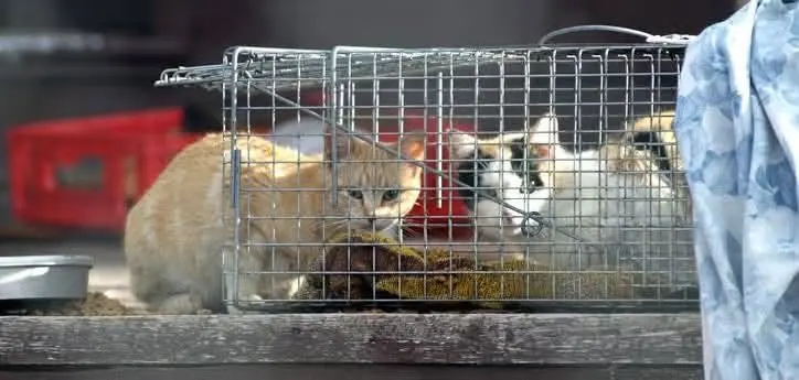 San Pedro's SAGA Humane Society Calls for Volunteers to Help Sterilize the Island's Stray Cats