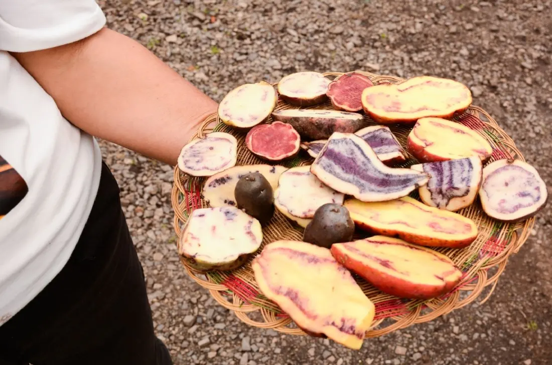 Award-winning story puts Boyacá's native potatoes on the map